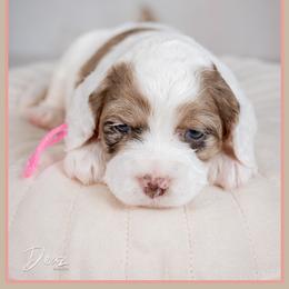 Claire - Merle female Cockapoo puppy in Connersville, Indiana from Deaz Doodle Ranch
