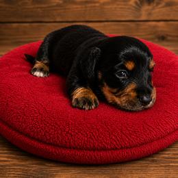 Boy 1 - Black and tan male Dachshund puppy in Stroud, Oklahoma from Route 66 Dachshunds