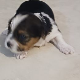 Biewer Terrier and Yorkshire Terrier Puppies from Cynthia's Biewer Puppies