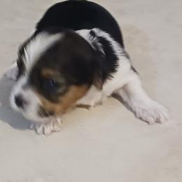Biewer Terrier and Yorkshire Terrier Puppies from Cynthia's Biewer Puppies