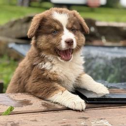 Silva - Red tri female Miniature Australian Shepherd puppy in North Lakeport, California from Wild Rose Ranch