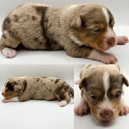 Red Merle female 3 - Red merle female Toy Australian Shepherd puppy in Brooker, Florida from Honey, I Shrunk the Aussies