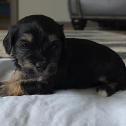 Girl 2 - Black and tan female Cavapoo puppy in Medina, Ohio from Momma's Minis