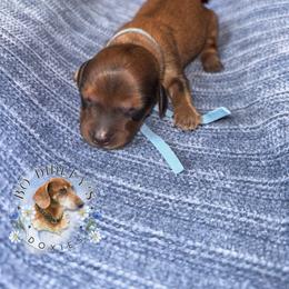 Roman - Red male Dachshund puppy in Clarksdale, Mississippi from Bo Didley's Doxies