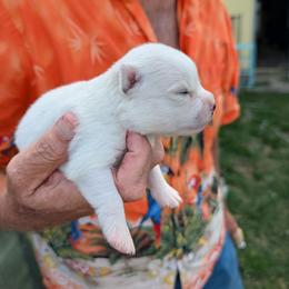 Dewy - 2500 - White male Pomsky puppy in Spring Hill, Florida from www.PuppyTimeEmporium.com