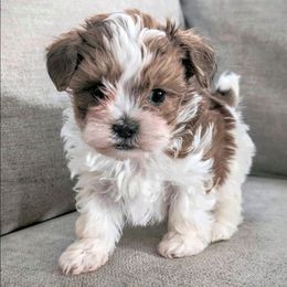 Banner - Parti male Yorkipoo puppy in Idaho from Little Rascal Ranch