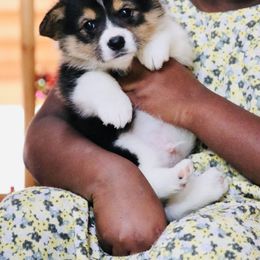 American Corgi and Pembroke Welsh Corgi Puppies from Elk Ridge Corgis