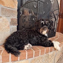 Belle - Australian Mountain Doodle