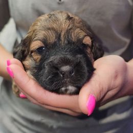 Joy - Sable female Cockapoo puppy in Indiahoma, Oklahoma from Phamily Doodles