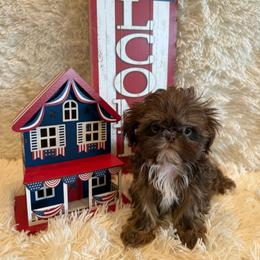 Asher - Chocolate and tan male Shih Tzu puppy in Success, Missouri from Sweet Success