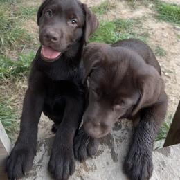 Labrador Retriever Puppies from Tag Hollow