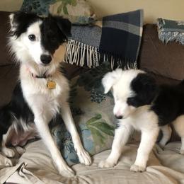 Border Collie Puppies from Cahill’s Canines