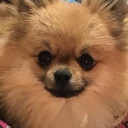 Posh - Pomeranian