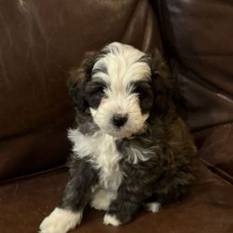 Sleepy (Snow White's Dwarf) - Brown and white male Bernedoodle puppy in Churchill County Fallon, Nevada from Card Family Ranch