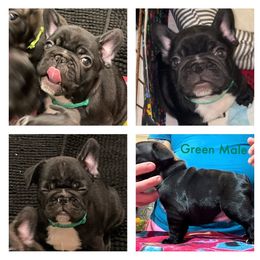 Boy 4 - French Bulldog puppy in Florida from Peaceful Prayers French Bulldogs