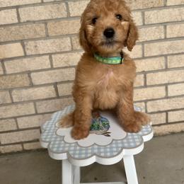 S'mores - Apricot female Goldendoodle puppy in Montgomery, Texas from Dacus Doodles
