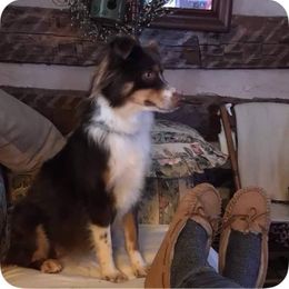 Toy Australian Shepherd All Grown Up from Raggededge Toy Australian Shepherds