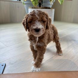 Pink Rose has her own genetic testing - Apricot female Goldendoodle puppy in St. George, Utah from Dashing Doodle Pups