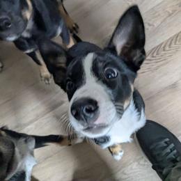 Boy 1 - Tri-color male Australian Koolie puppy in Sioux Falls, South Dakota from Tenacious Koolies