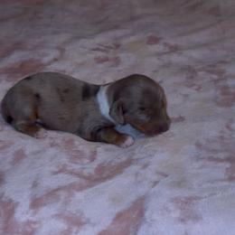 Sprinkles 3,800 - Dapple male Dachshund puppy in Barbourville, Kentucky from The Bossy Doxie Farm