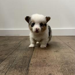 Red - Blue merle and white male American Corgi puppy in Mineral Point, Wisconsin from Brunett Corgi Co