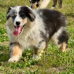 Totem - Blue merle male Miniature Australian Shepherd puppy in Patterson, North Carolina from DreamLine Aussies