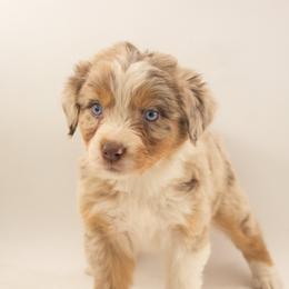 Chick - Red merle female Australian Shepherd puppy in Placerville, California from BFF Aussies
