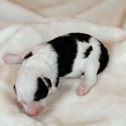 Macchiato - Black and white male Sheepadoodle puppy in Cleveland, Tennessee from Narrow Path Old English & Sheepadoodles