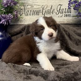 Rose - White and red female Border Collie puppy in Moody, Texas from Narrow Gate Farm