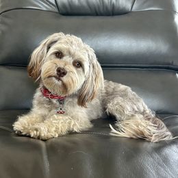 Sasha - Havanese