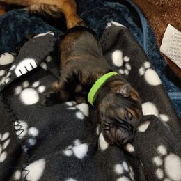 German Shepherd Puppies from Rose Valley German Shepherds