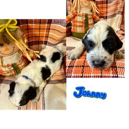 Johnny - Black and white male English Springer Spaniel puppy in Madison, Indiana from McCollough's Pawsome Spaniels and Danny's Delightful Dachshunds