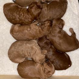 Goldendoodle Puppies from Ming’s Dynasty Doodles