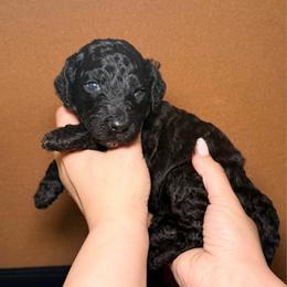 Zira - Purple Band Girl - Brindle female Poodle puppy in Plainfield, New Jersey from Caris Paws Poodles and Labradoodles