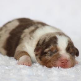 Houston - Red merle male Miniature Australian Shepherd puppy in Circleville, Utah from Canyon Creek Aussies