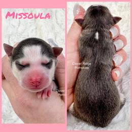 Missoula - Blue female Pomsky puppy in Sheffield, Iowa from Clover Ridge Pomskies
