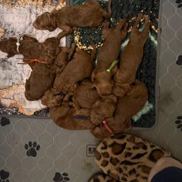 Margarita - Red  female Poodle puppy in Mount Vernon, Illinois from AMC Poodles