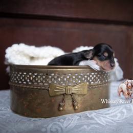 Millie - Piebald female Dachshund puppy in Iola, Texas from Whiskey River Dachshunds
