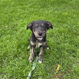 Boo - male Sporty Mix puppy in Menasha, Wisconsin from Kreger's K9s