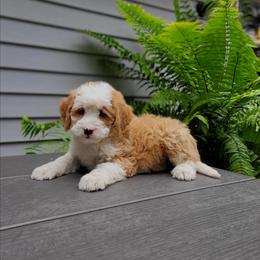 Hazel - Red female Bernedoodle puppy in Narvon, Pennsylvania from Beartown Doodles
