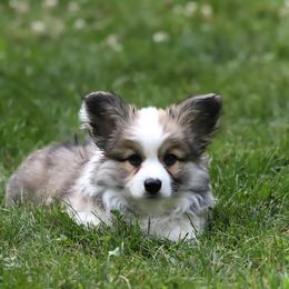 Pembroke Welsh Corgi Puppies from Cosmere Corgis