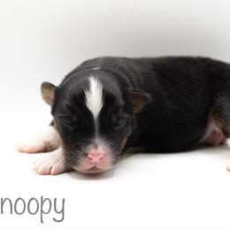 Snoopy - Black tri male Miniature American Shepherd puppy in Groesbeck, Texas from Empire Miniature American Shepherds