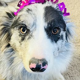 Border Collies from Fire N Arrows Border Collies