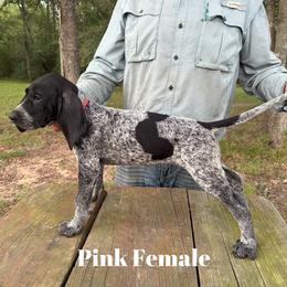 Bluetick Coonhound Puppies from RE Hounds
