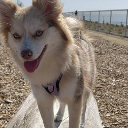 BT - Pomsky