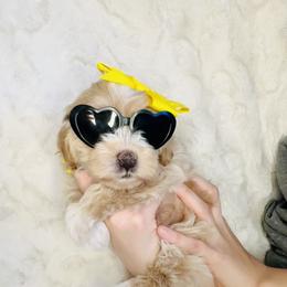Lenny - Cream female Maltipoo puppy in West Jordan, Utah from Mid Sized Maltipoos and More LLC