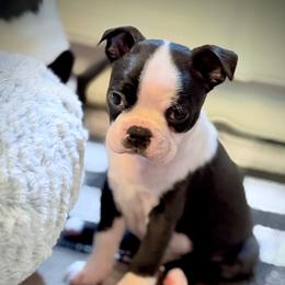 Cookie - Black and white female Boston Terrier puppy in Edgewater, Florida from Bluewater Bostons