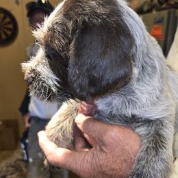 Boy 1 - Brown and gray male Wirehaired Pointing Griffon puppy in Flagstaff, Arizona from Agassiz Wirehaired Pointing Griffons