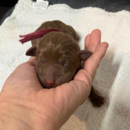 KJ in Hot Pink - Chocolate female Labrador Retriever puppy in Elloree, South Carolina from Moonlight Kennels LLC