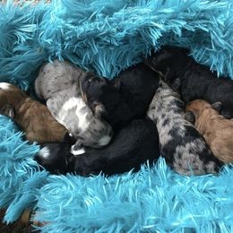 Aussiedoodle, Goldendoodle, Poodle, and Sheepadoodle Puppies from Draper Mountain Doodles